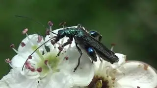 Oedemera nobilis - (Scopoli, 1763) - (Oedemeridae) - &OElig;d&eacute;m&egrave;re noble