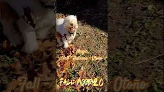 Fall Mood 2.0 #autumn #fall #season #dog #dogs #dogshorts #playing #funny #fun #outdoors #fallvibes