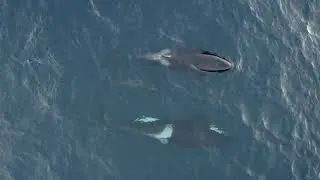 Save the Arctic Seas
