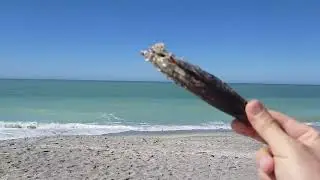 Captiva Island, Florida Beach Walk and Shelling