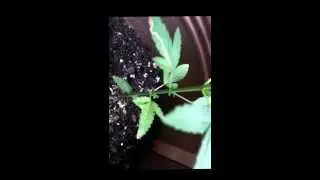 Signs of female weed plants!