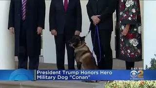 President Donald Trump Honors Hero Military Dog Conan