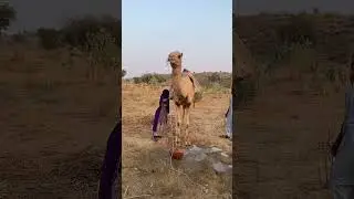 وسط برد الصحراء فتاة تعتمد على الجمل لإنزال الماء الساخن