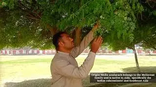 Introduction of Bakain Tree