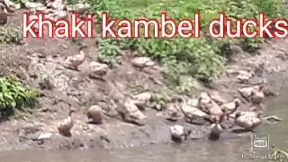 Small duck and sonali murgi  holsell here.mobile: 8620084053.