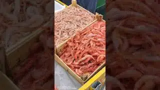 A Trapani il pesce si vende dalle barche 🐙 🐠