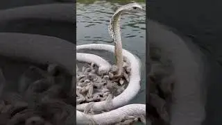 White Cobra Defends Its Babies 🐍✨ #AnimalAntics #WildlifeDrama  #entertaininganimals #funnypets