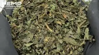 Cherry Vanilla Cookie THCa Indoor Trim Wholesale 1LB by Hemp-Flower.com