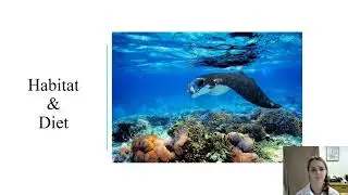 The Biology of the Manta Ray