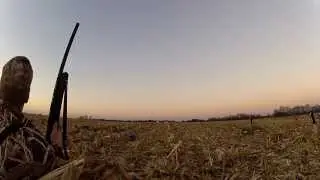 Indiana Duck Goose Hunt Corn Field - Geese and Mallards