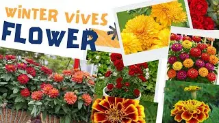 Зимние цветы в Индии 🌸 | Идеи для домашнего садоводства | Легко выращиваемые цветы в Индии