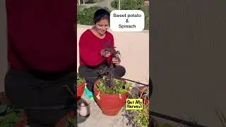 Companion Gardening for winter vegetables | कम जगह में ज्यादा सब्जियां कैसे उगाएं #Shorts