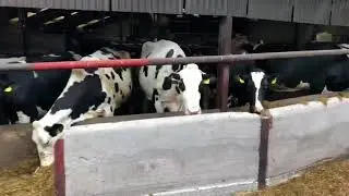 Cattle feed barrier design: feed trough or feed fence?