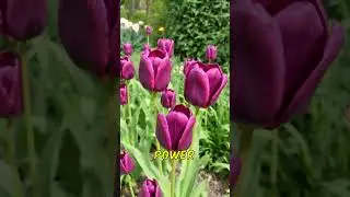 Dark Secrets of the Queen of Night Black Tulip