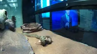 Stimson's Python (Antaresia stimsoni) Feeding