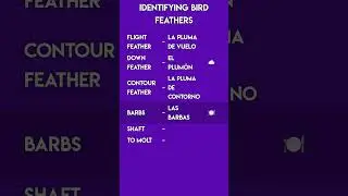 Spanish for Identifying Bird Feathers! 🐦 Ornithology Vocabulary