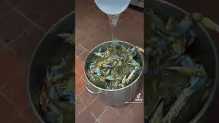Как приготовить на пару бушель синих крабов!