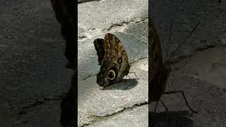 ￼Mackinac Island's Original Butterfly House and Insect Museum