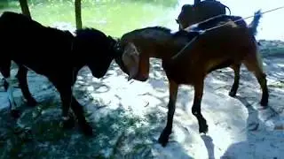 Goat fighting....