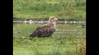 White-tailed eagle drops in on Pulborough Brooks 25-9-24