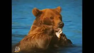beautyful nature & wild -bear catching salmon in waterfall. wild animals 2024