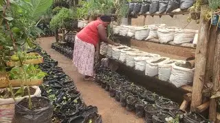 How Sacks Have Sustained Us In Growing Food In 2025.