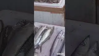 Sunday Fish Market ,fish at cheaper rates #viral #youtube