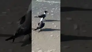 Florida salt life adventure Desoto state park birds lauging at me