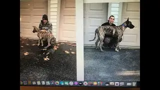 GREAT DANE