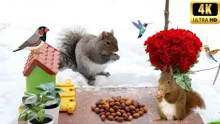 Squirrels at My Window Every Day 🐿️🥜 | Cute Daily Nut Time & Relaxing Nature Moments