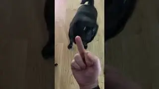 How to piss off your dog
