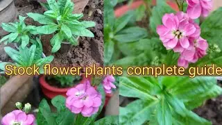 How to grow Stock flower plants & care tips/complete guide.....#maya #santali #gardening #plant