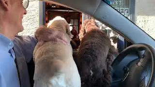 Rye and Tucker Await Treats at Starbarks