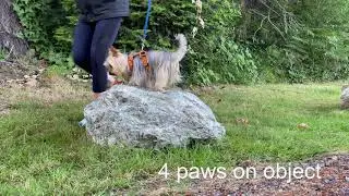 Universal Canine All Stars Acrobat &mdash;Dora