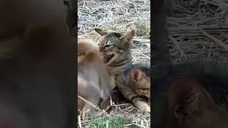 Funny baby monkey gets pushed away by dog and angry cat dad! Funny video.. #short,#dog,#monkey,#cat