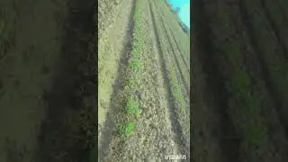 🍅tomato farming in sindh ||pakistani village life vlogs #thatta #tomato #farming #villagelife #viral