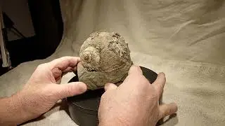 Very Very Large Polinices Snail !!!