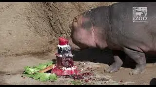 Hippo Fiona's 6th Birthday Party - Cincinnati Zoo