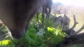 Foraging Behavior from GPS Video-Camera Collars: Bear Flower