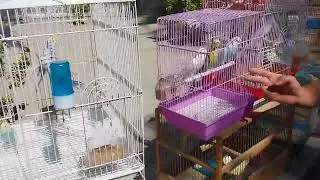 кукон куш бозори