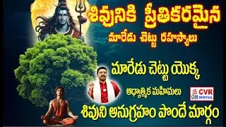 మారేడు చెట్టు కింద ధ్యానం వల్ల కలిగే అద్భుత ప్రయోజనాలు | Meditate Under Bael Tree | CVR OM