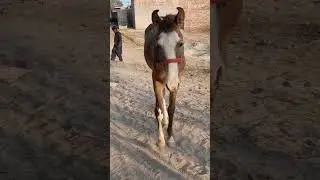 How much horsepower does a horse have Free Fire Fight8518
