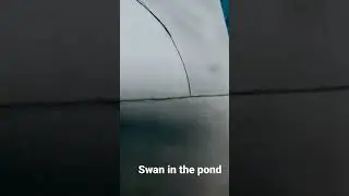 couple of swan swimming in pond#beautiful scenery #shortsfeed #youtubeshorts #pencilsketch#duck