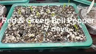 Bell Pepper Seedling Update