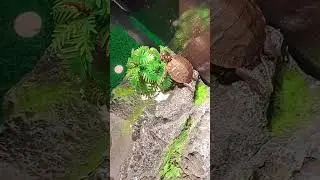 #turtle #animals #animallover #shorts #slashlightning
