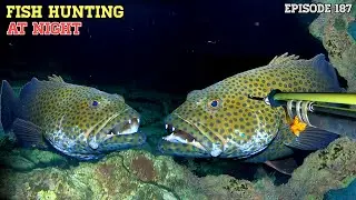 NIGHT SPEARFISHING EPISODE 187 | FISH HUNTING AT NIGHT 