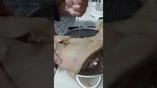 Crispy Ulo