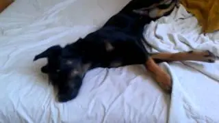 I love my derp dog
