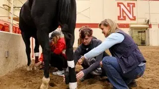 Support Equine Programs at the University of Nebraska&ndash;Lincoln