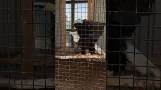 Mighty eagle&hellip;What a show off!! #wildliferehabilitation